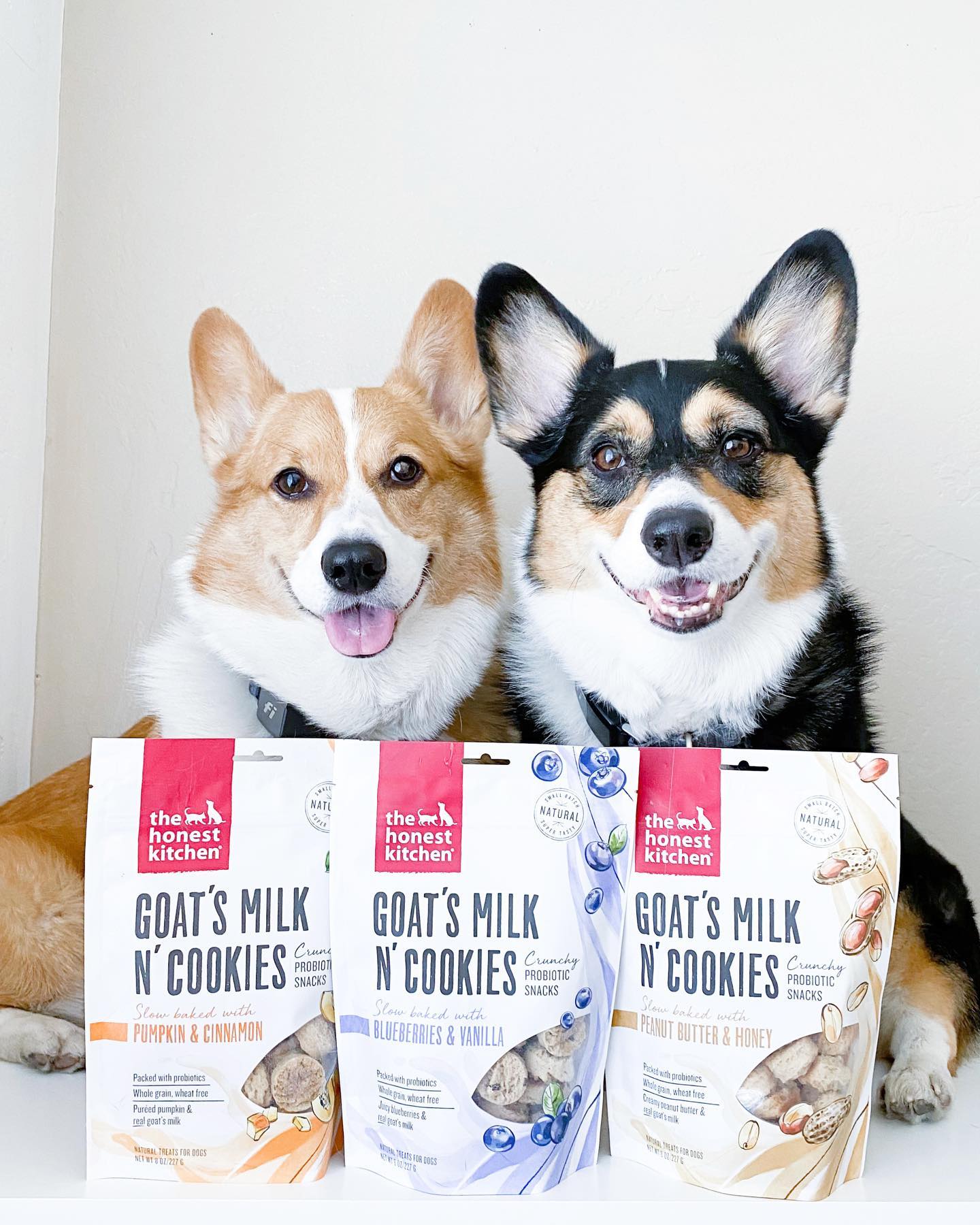 Can Dogs Eat Whole Wheat Bread